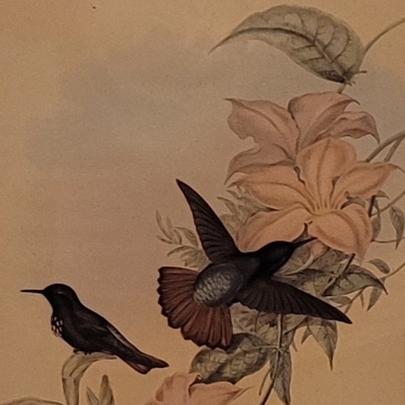 J. Gould and HC Richter Hummingbirds Aglaeactics Pamela Litho - Picture 10 of 16